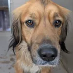 Znaleziono psa, Skałowo, 19 stycznia 2026