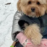 Zaginął pies LEON PIES JEST CHORY