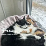 Kot do adopcji, Radom, 18 stycznia 2026