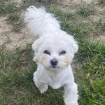 Zaginął pies, Rzeczyca, 20 stycznia 2026