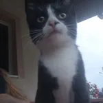 Zaginął kot, Kawęczyn, 20 stycznia 2026