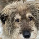 Pies do adopcji, Głowno, 20 stycznia 2026