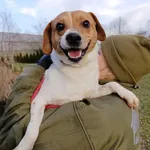 Pies do adopcji, Bełchatów, 30 listopada 2025