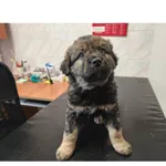 Znaleziono psa, Białystok, 24 grudnia 2025