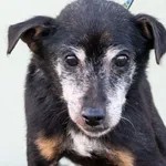 Sunia znaleziona w Czapurach