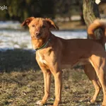 Pies do adopcji, Bydgoszcz, 20 stycznia 2026