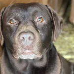 Pies do adopcji, Głowno, 20 stycznia 2026