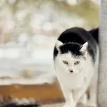 Kot do adopcji, Piła, 11 maja 2025