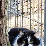 Kot do adopcji, Piła, 15 maja 2024