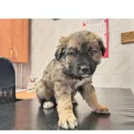 Znaleziono psa, Białystok, 24 grudnia 2025