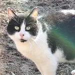 Kot do adopcji, Piła, 7 maja 2024