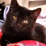 Kot do adopcji, Piła, 21 grudnia 2025