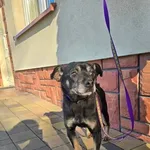 Pies do adopcji, Ropczyce, 20 stycznia 2026