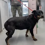 Znaleziono psa, Skałowo, 20 stycznia 2026