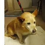 Znaleziono psa, Białystok, 21 stycznia 2026