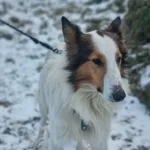 Pies do adopcji, Żywiec, 21 stycznia 2026