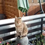 zaginął ukochany kot