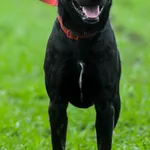 Bambo - wesoły, pełen życia, grzeczny psiak! 