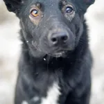 Marko - niekonfliktowy, wesoły psiak szuka domu! 