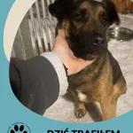 Znaleziono psa, Dąbrówka, 15 stycznia 2026