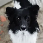 Pędzel - przecudny, niewielki psiak szuka domu! 