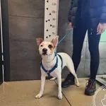 Przyjęty: 2026-01-21 Gmina: Żywiec Płeć: Suka Opis: mieszaniec, biało-rude