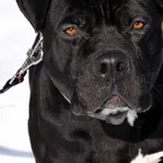 Znaleziono psa, Pieckowo, 13 stycznia 2026