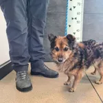 Przyjęty: 2026-01-21 Gmina: Żywiec Płeć: Pies Opis: mieszaniec, czarne-podpalane