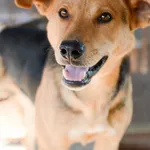 Aron - spokojny psiak szuka kochającego domu! 