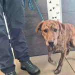 Przyjęty: 2026-01-22 Gmina: Osiek Płeć: Pies Opis: mieszaniec, brązowe-pręgowane