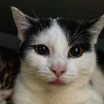 Oddam kota, Nowakowo, 22 stycznia 2026