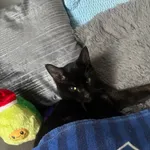 ZAGINĄŁ KOTEK WĘGIELEK!!!