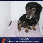 Znaleziono psa, Dębniak, 22 stycznia 2026