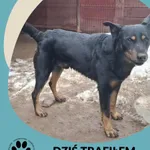 Znaleziono psa, Dąbrówka, 15 stycznia 2026