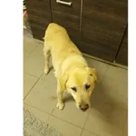 Znaleziono psa, Białystok, 21 stycznia 2026