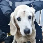 Znaleziono psa, Sosnowiec, 18 stycznia 2026