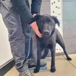 Przyjęty: 2026-01-22 Gmina: Osiek Płeć: Pies Opis: mieszaniec, czarne z brązem