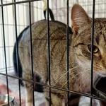 Znaleziono kota, Wałbrzych, 12 stycznia 2026