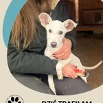 Znaleziono psa, Dąbrówka, 14 stycznia 2026