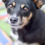 Natka - wyjątkowa sunia szuka domu! 