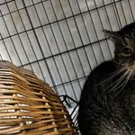 Kocurek poz. 26/037/K