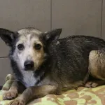 Pies do adopcji, Grudziądz, 22 grudnia 2025