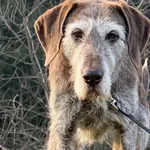 Pies do adopcji, Pieczyska, 22 stycznia 2026