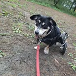 Pies do adopcji, Piła, 3 czerwca 2025