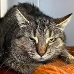 Kot do adopcji, Tychy, 23 listopada 2025