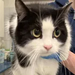 Znaleziono kota, Lublin, 21 stycznia 2026