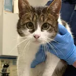 Znaleziono kota, Lublin, 21 stycznia 2026