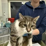 Znaleziono kota, Lublin, 21 stycznia 2026