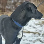 Znaleziono psa, Żywiec, 23 stycznia 2026