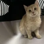 Kocurek poz. 26/034/K